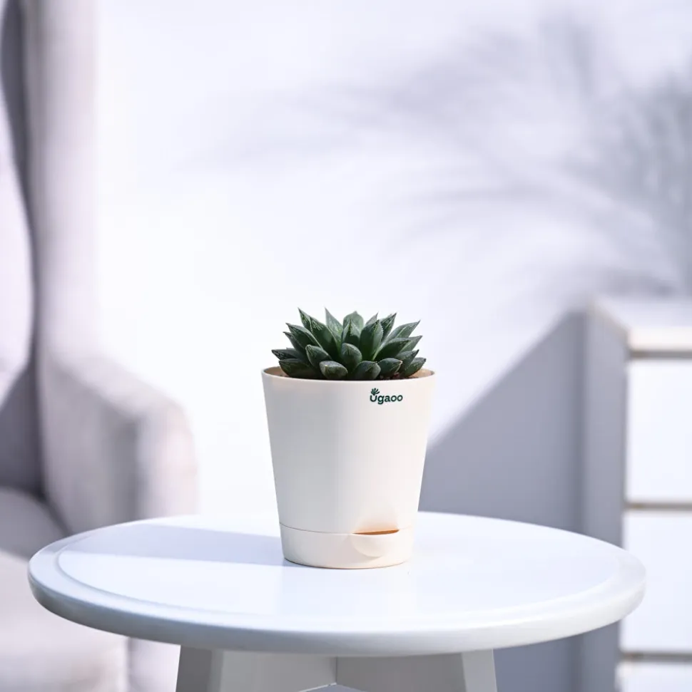 Haworthia Maculata Plant