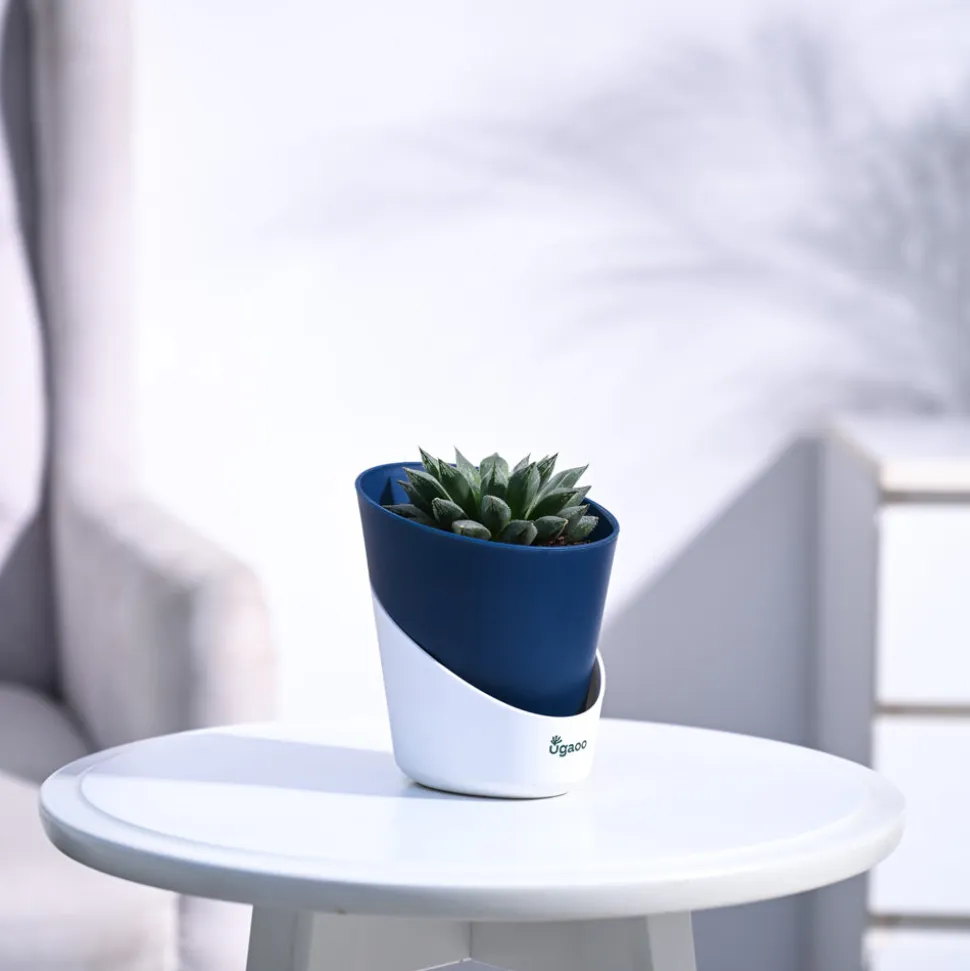 Haworthia Maculata Plant