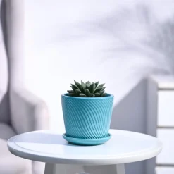 Haworthia Maculata Plant
