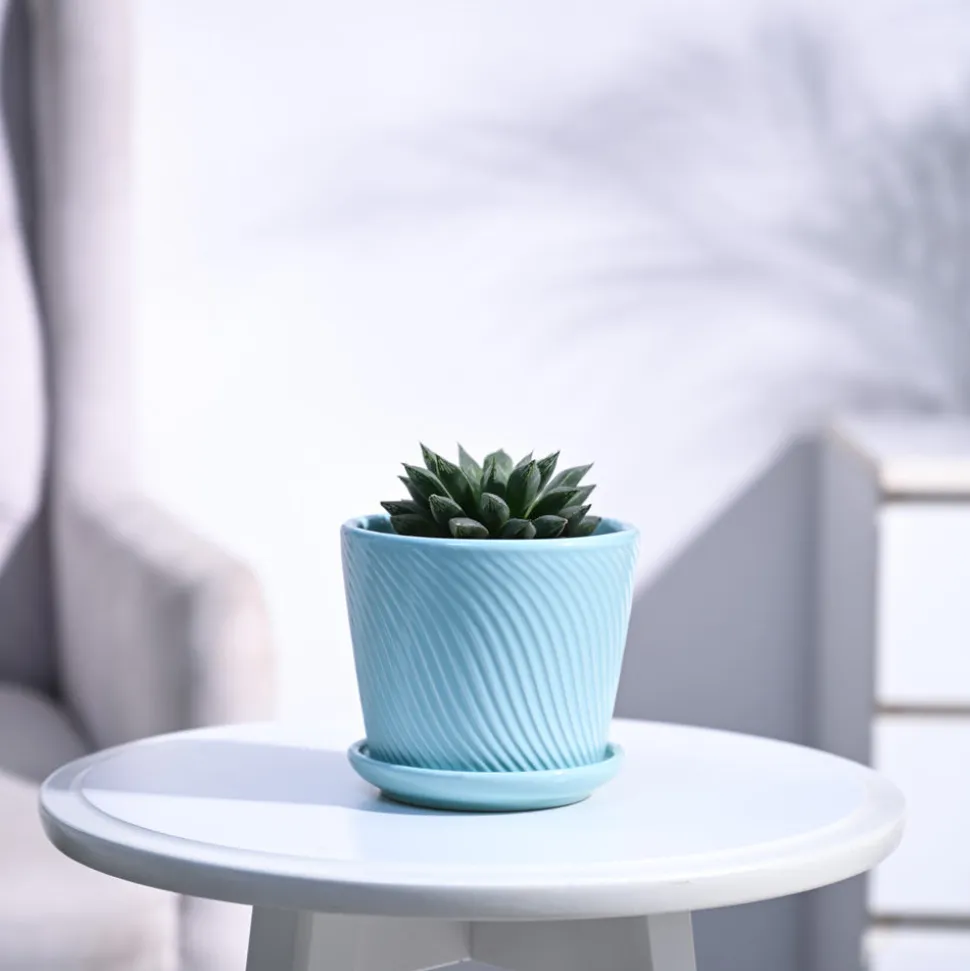 Haworthia Maculata Plant