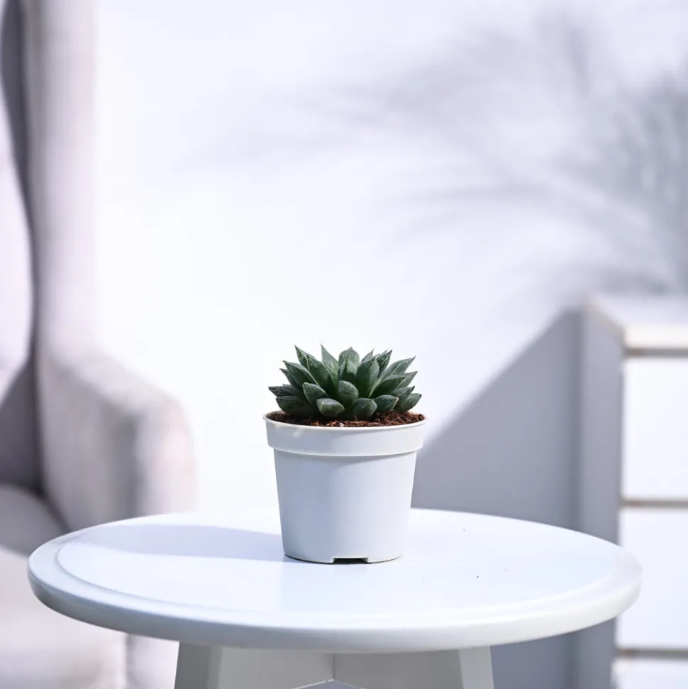 Haworthia Maculata Plant