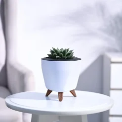 Haworthia Maculata Plant