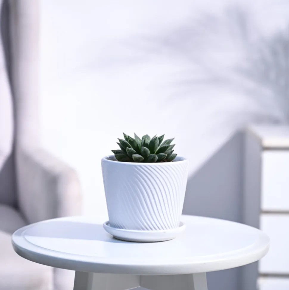 Haworthia Maculata Plant