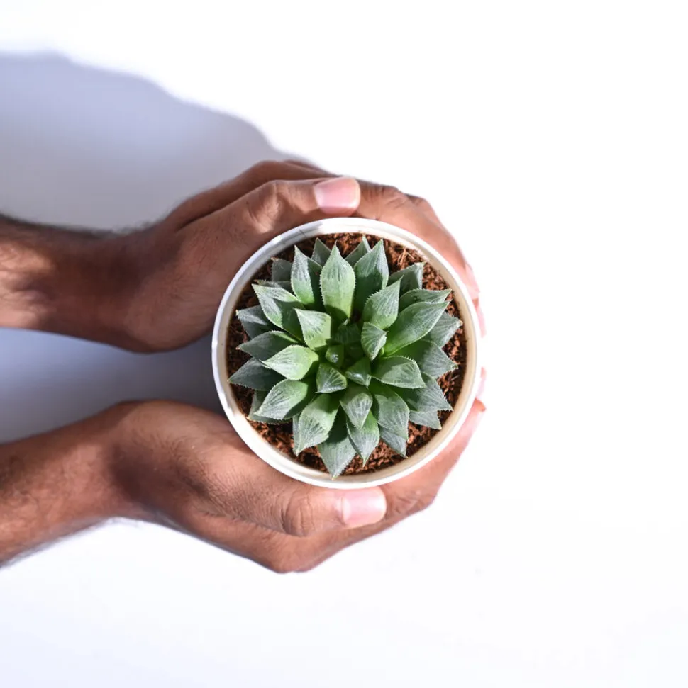 Haworthia Maculata Plant