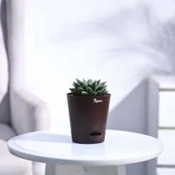 Haworthia Maculata Plant