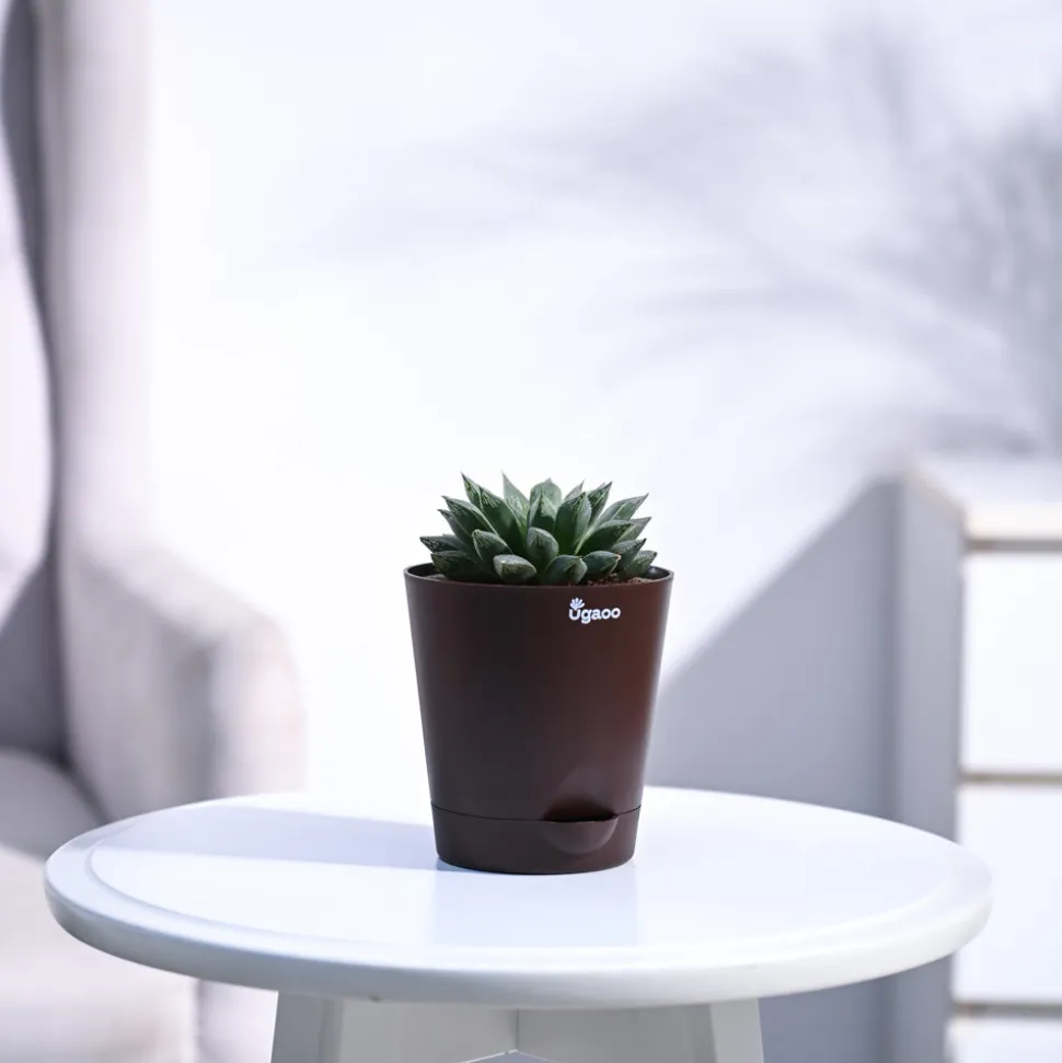 Haworthia Maculata Plant