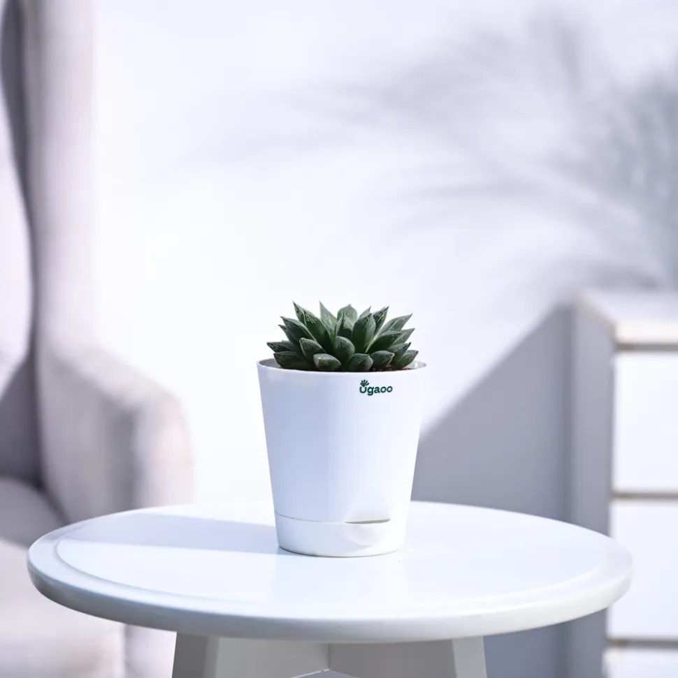 Haworthia Maculata Plant