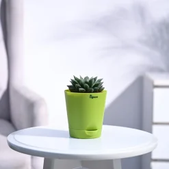 Haworthia Maculata Plant