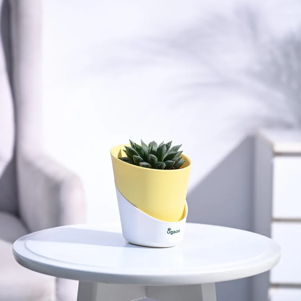 Haworthia Maculata Plant