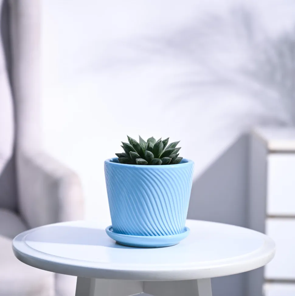 Haworthia Maculata Plant