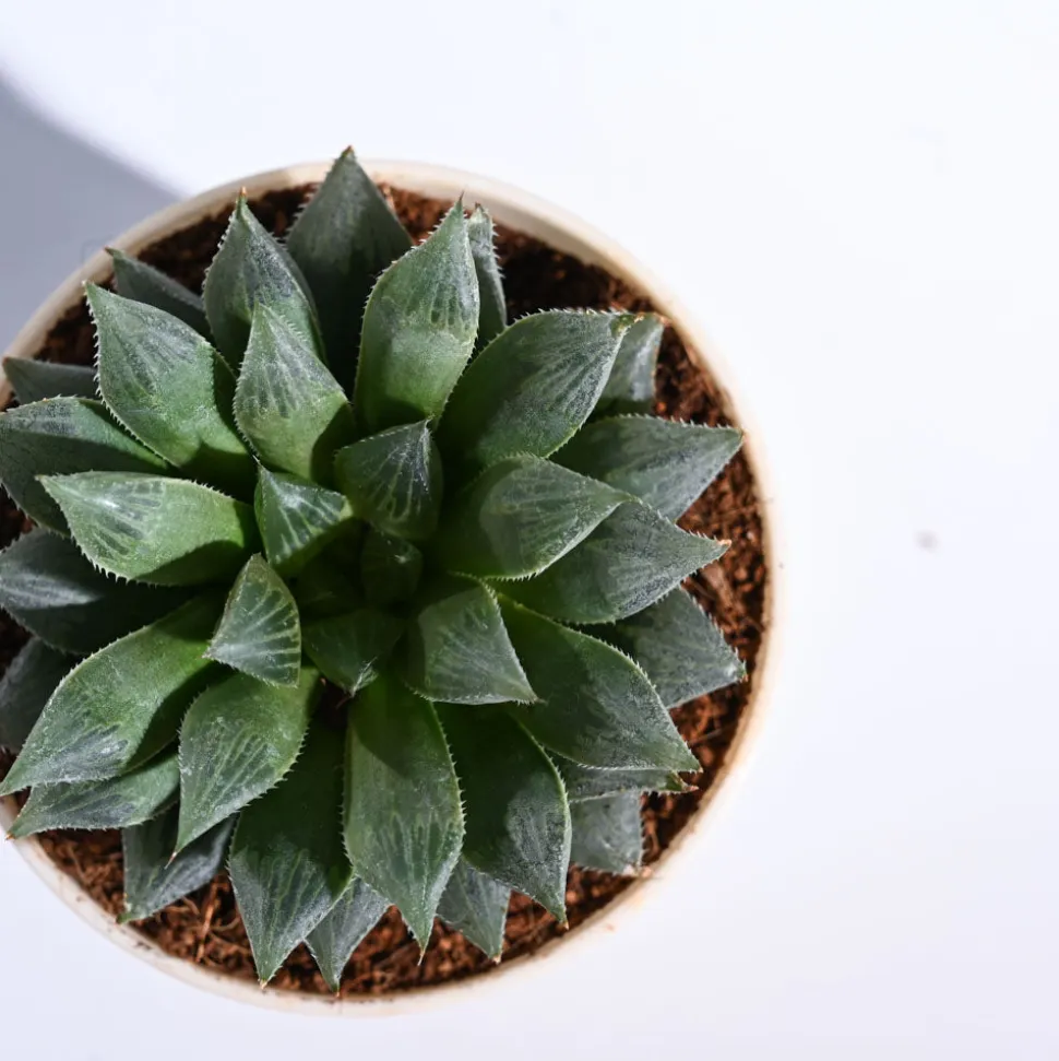 Haworthia Maculata Plant