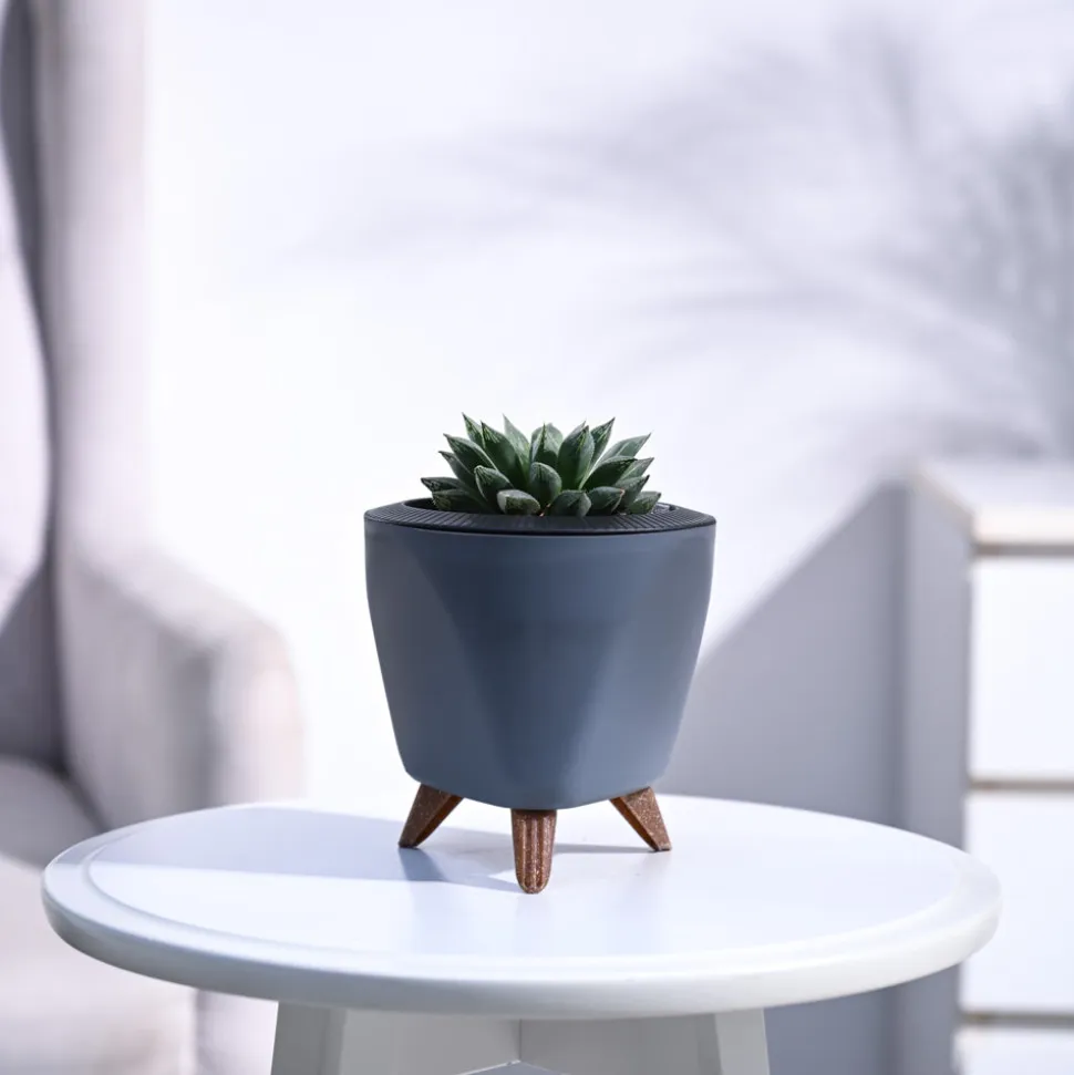 Haworthia Maculata Plant