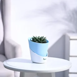 Haworthia Maculata Plant