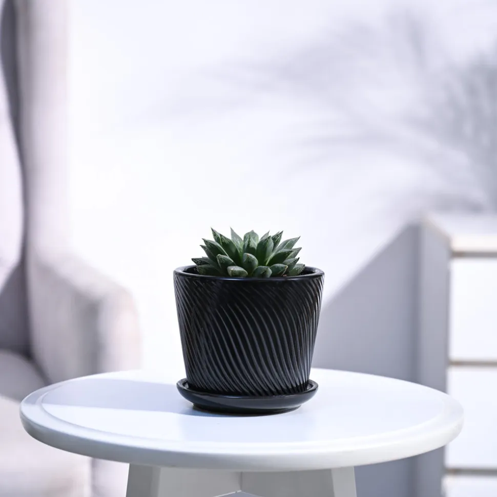 Haworthia Maculata Plant