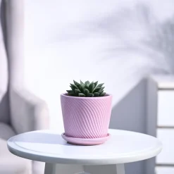 Haworthia Maculata Plant