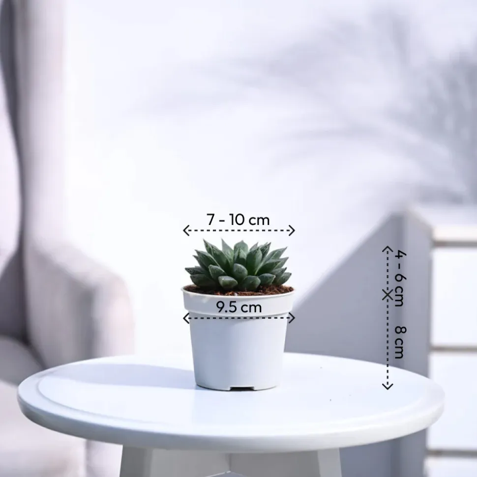 Haworthia Maculata Plant