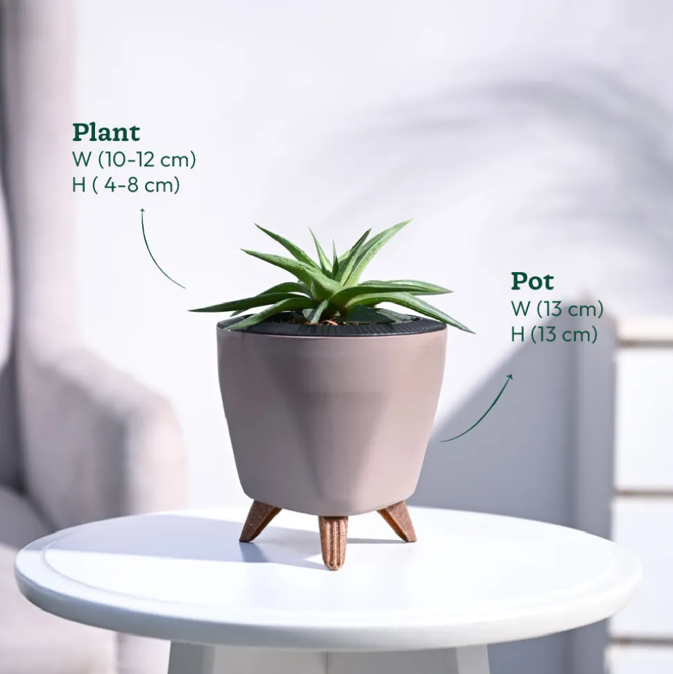 Haworthia Maculata Plant