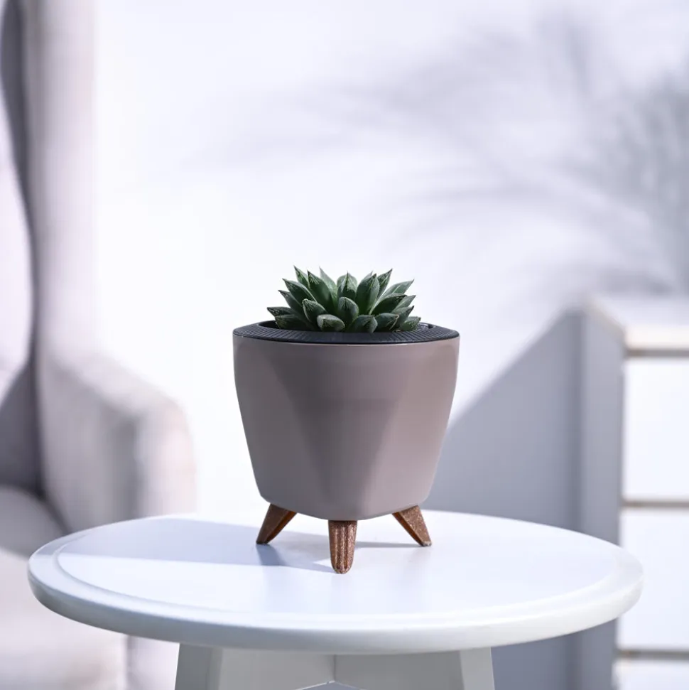 Haworthia Maculata Plant