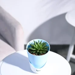 Haworthia Turgida