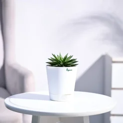 Haworthia Turgida
