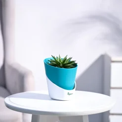 Haworthia Turgida