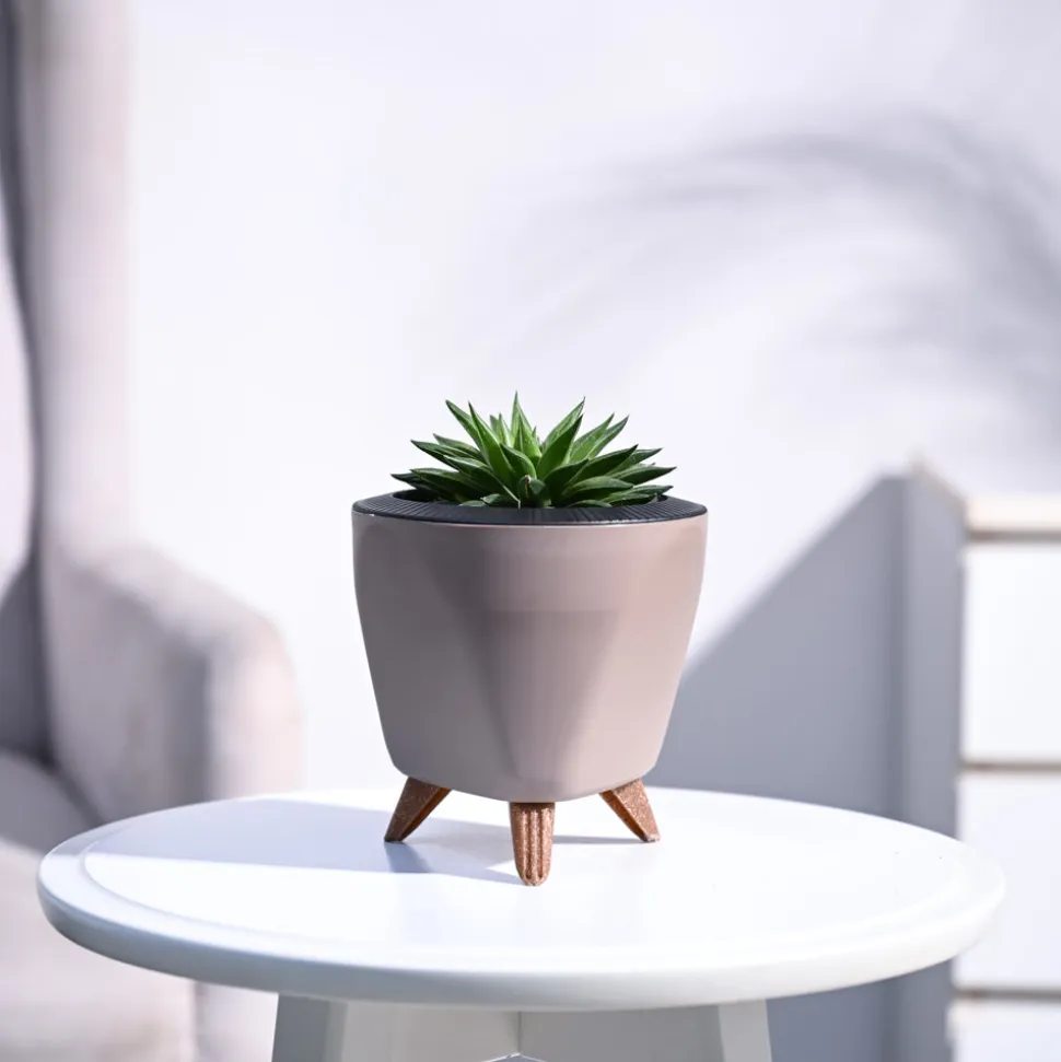 Haworthia Turgida