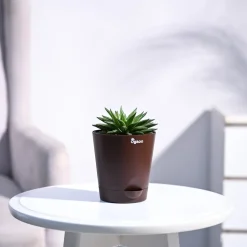 Haworthia Turgida