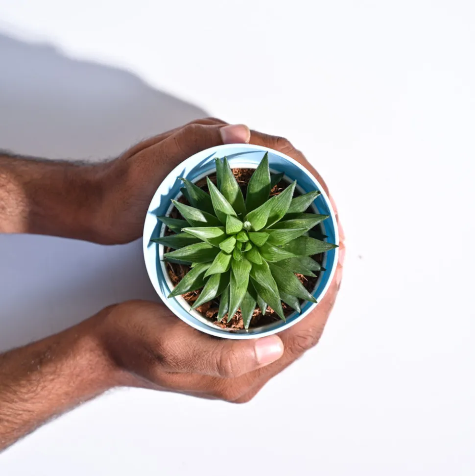Haworthia Turgida