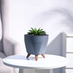 Haworthia Turgida