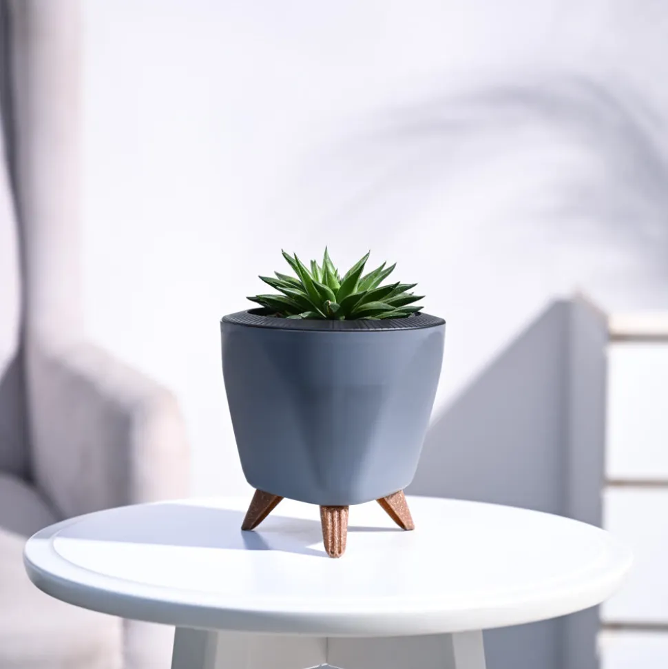 Haworthia Turgida