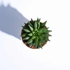 Haworthia Turgida