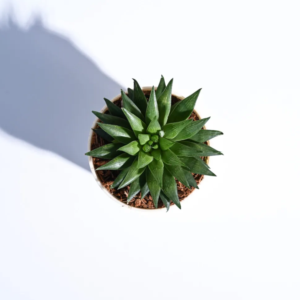Haworthia Turgida