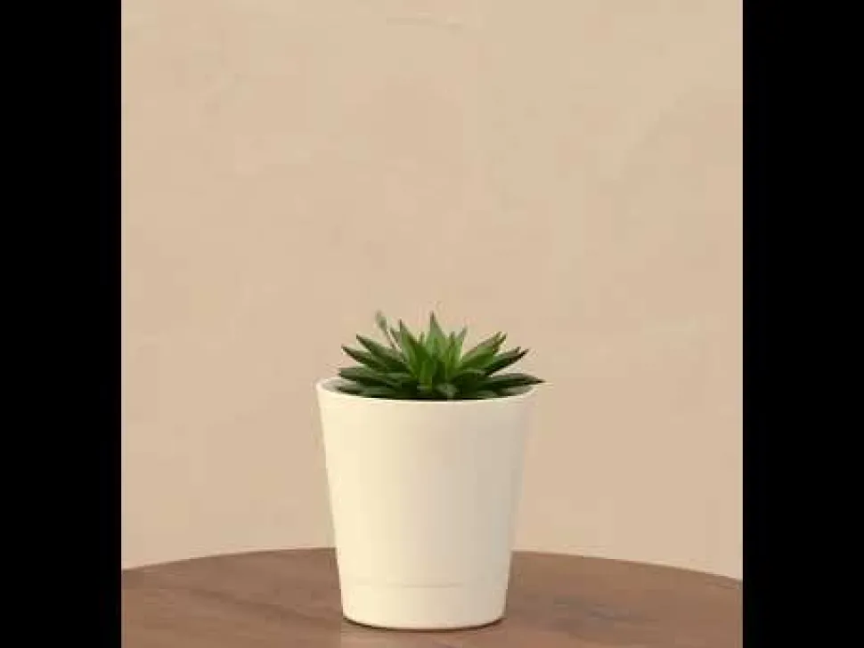 Haworthia Turgida