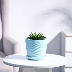 Haworthia Turgida