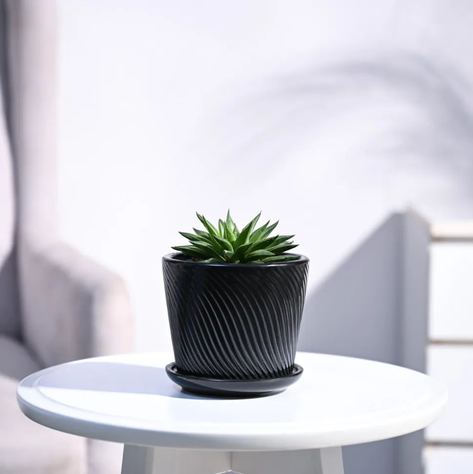 Haworthia Turgida