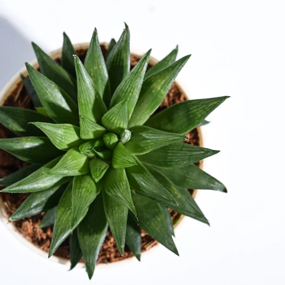 Haworthia Turgida