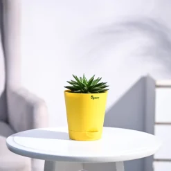 Haworthia Turgida