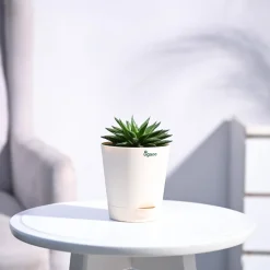 Haworthia Turgida
