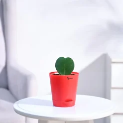 Heart Hoya Plant