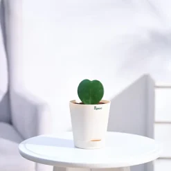 Heart Hoya Plant