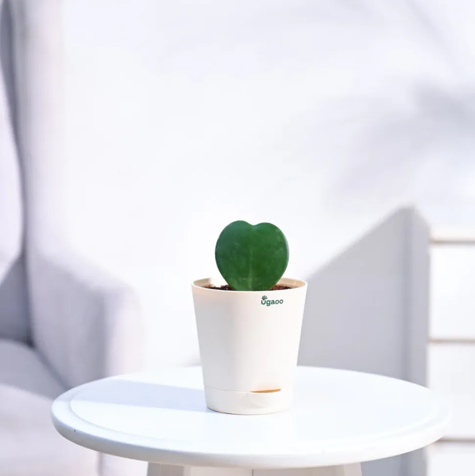 Heart Hoya Plant