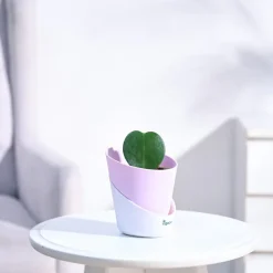 Heart Hoya Plant