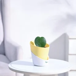 Heart Hoya Plant