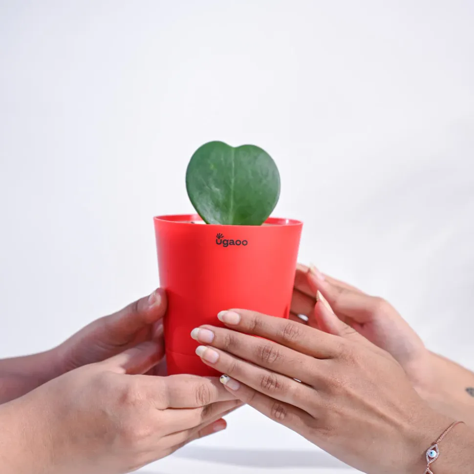 Heart Hoya Plant