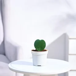 Heart Hoya Plant