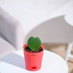 Heart Hoya Plant