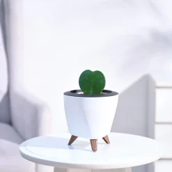 Heart Hoya Plant