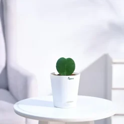 Heart Hoya Plant