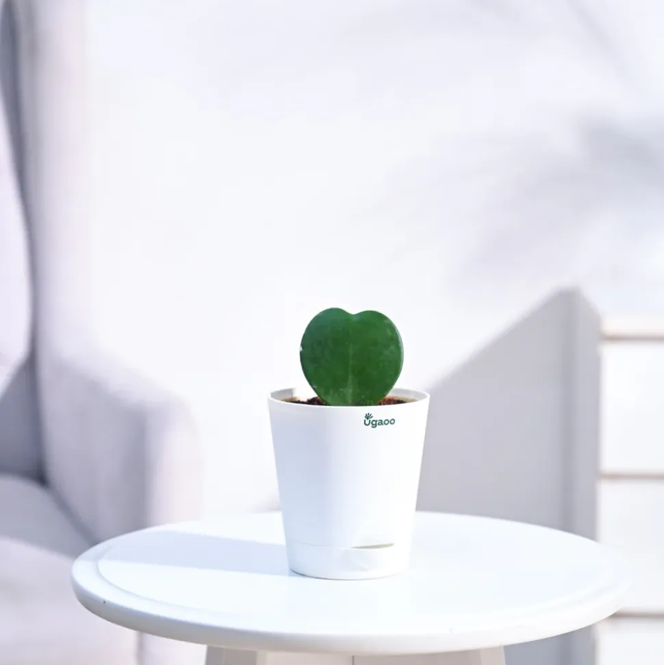 Heart Hoya Plant