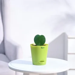 Heart Hoya Plant